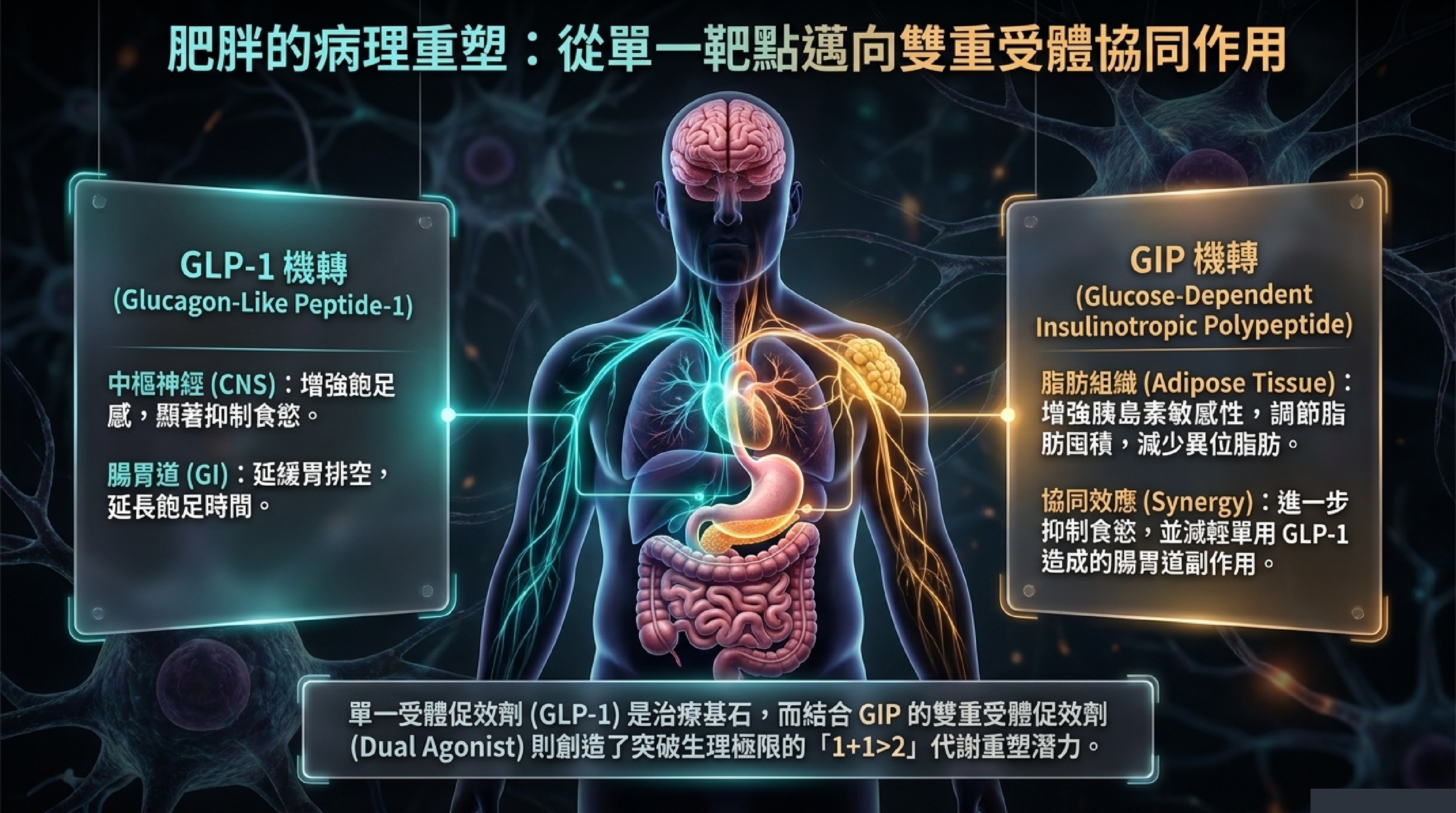 GLP-1 與 GIP 雙重受體致效劑協同作用機轉 — 中樞神經抑制食慾、延緩胃排空、調節脂肪組織代謝
