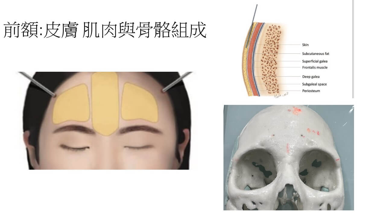前額複雜解剖結構圖